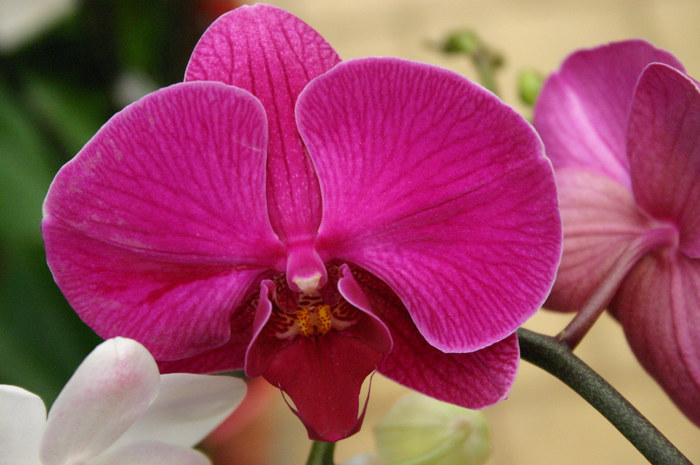 Einfach nur eine Orchidee