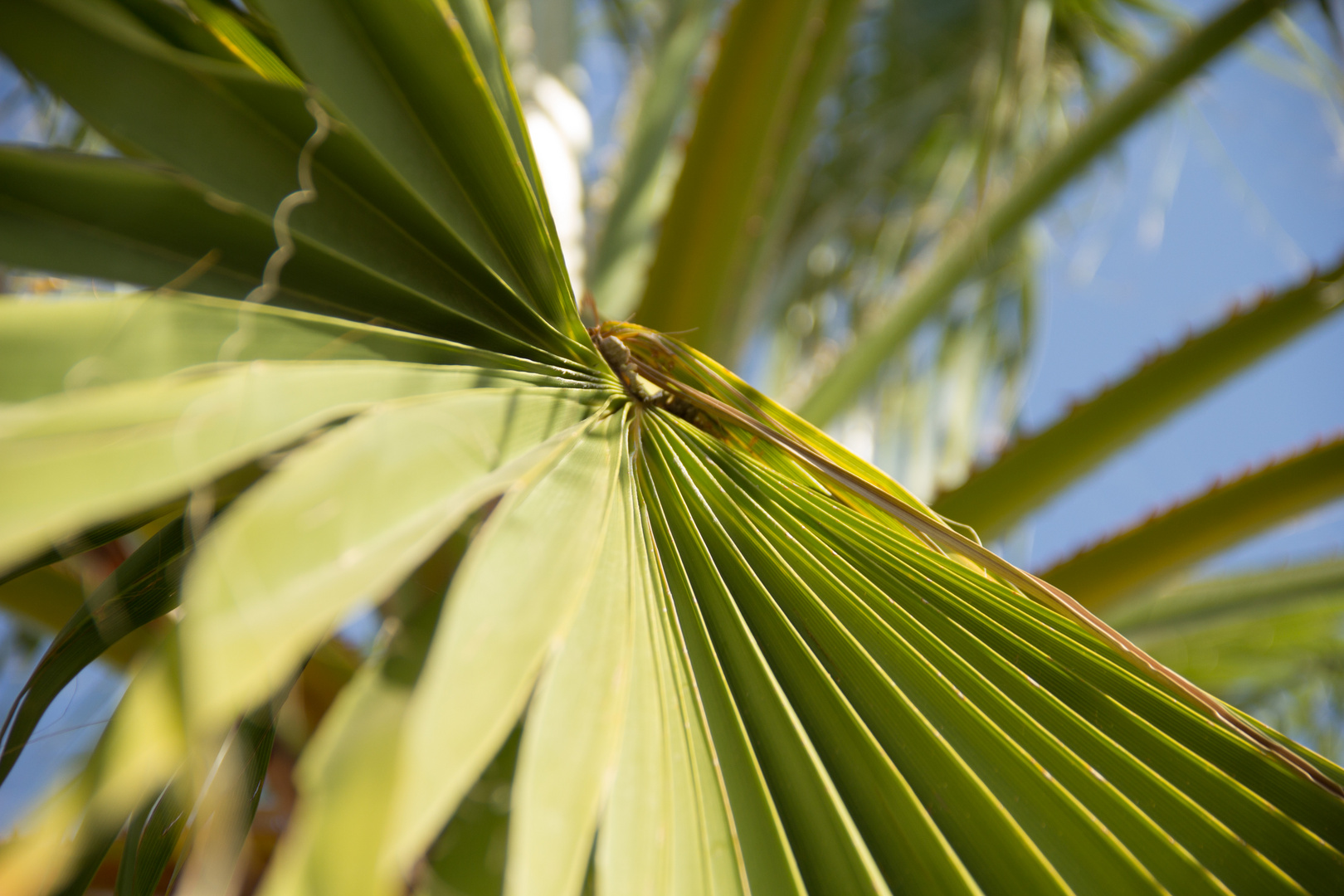 Einfach nur eine Palme