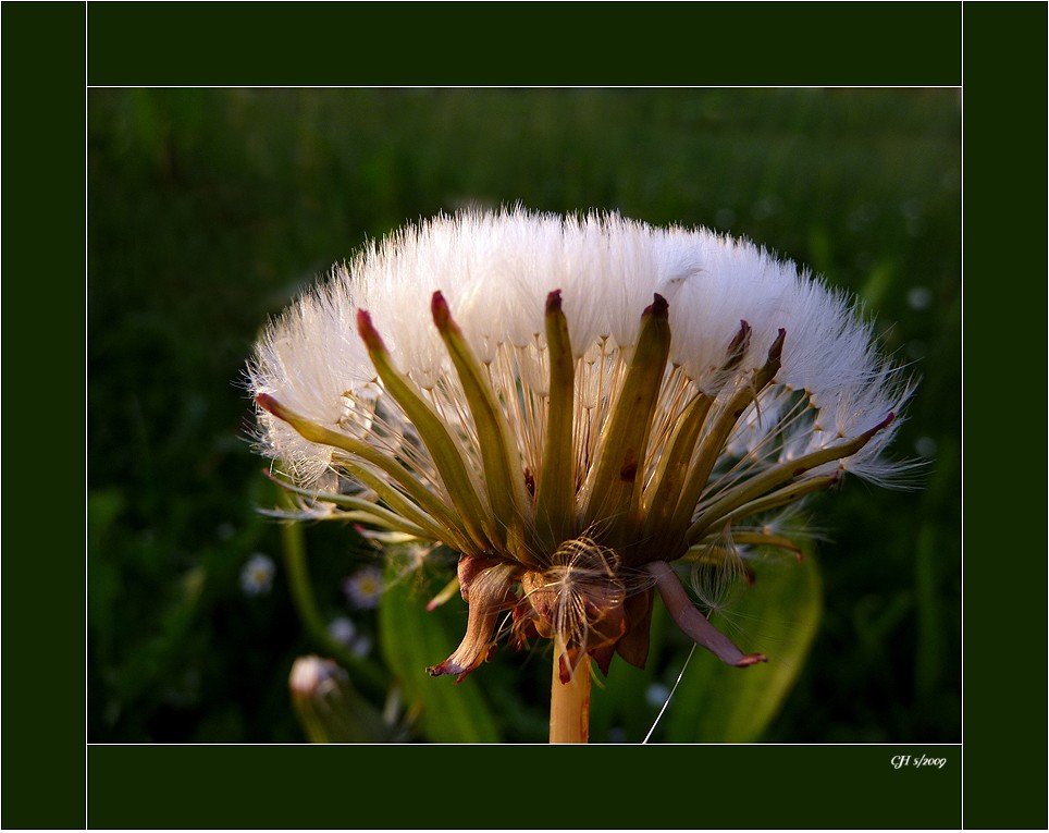 Einfach nur eine Pusteblume..........