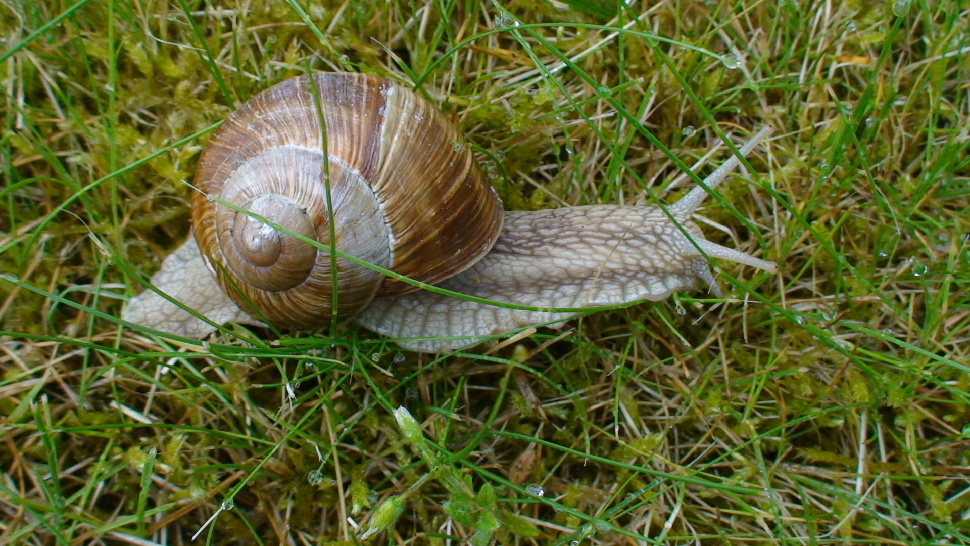 einfach nur eine Schnecke