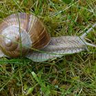 einfach nur eine Schnecke