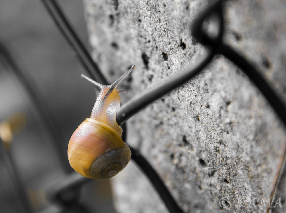 Einfach nur eine Schnecke