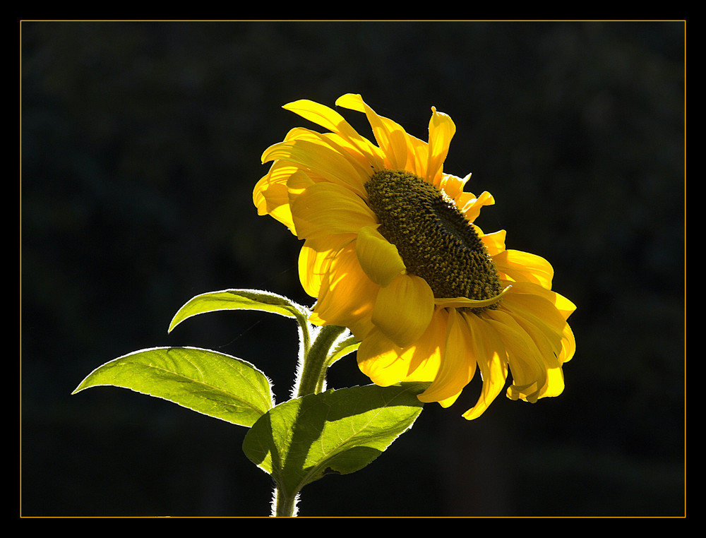 "Einfach nur eine Sonnenblume"
