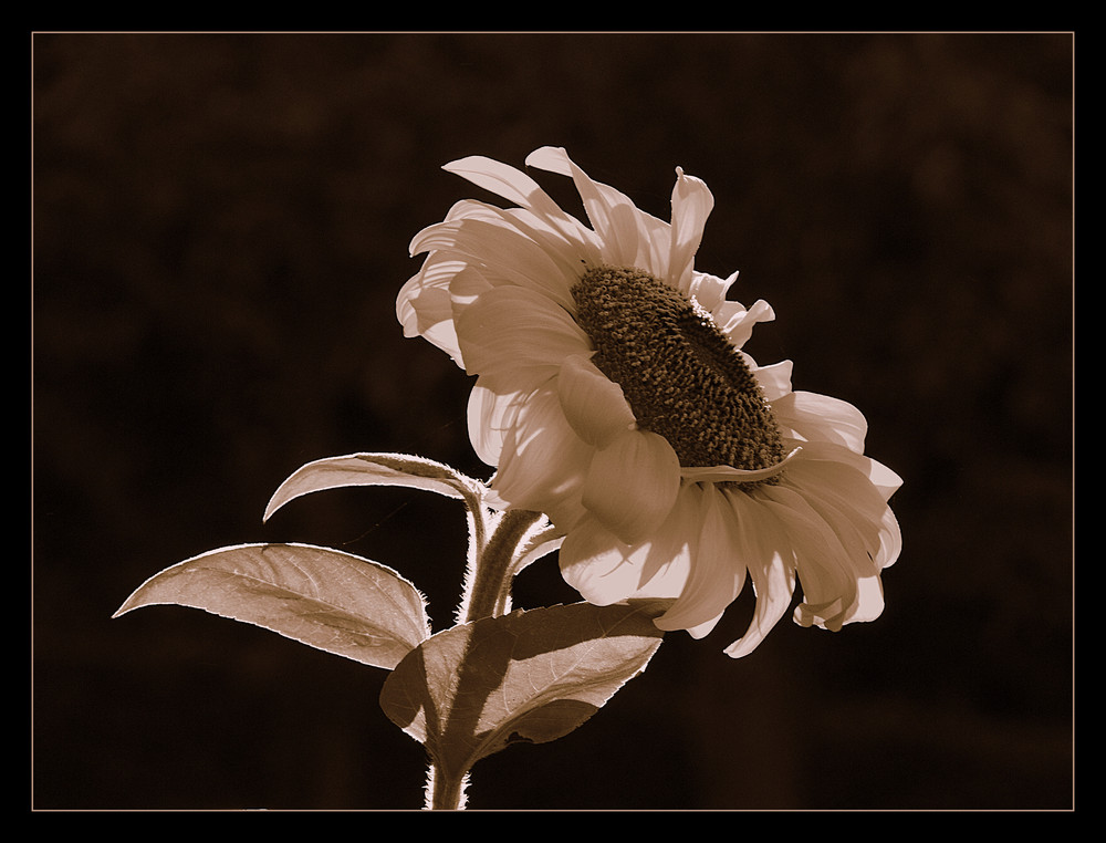"Einfach nur eine Sonnenblume" II