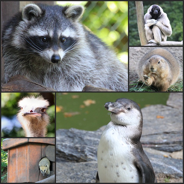 einfach nur eine Tiercollage