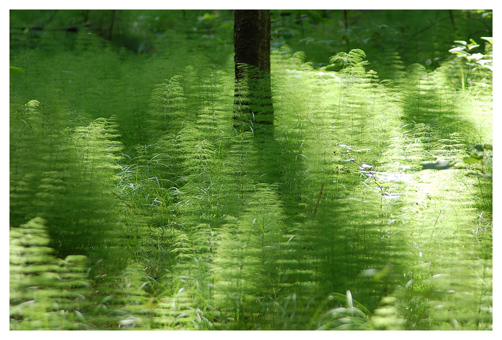 einfach nur Farn... Foto & Bild pflanzen, pilze & flechten, blüten