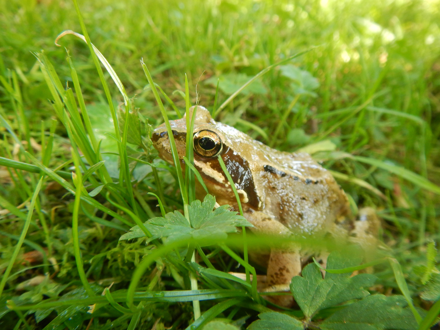 Einfach nur Frosch.