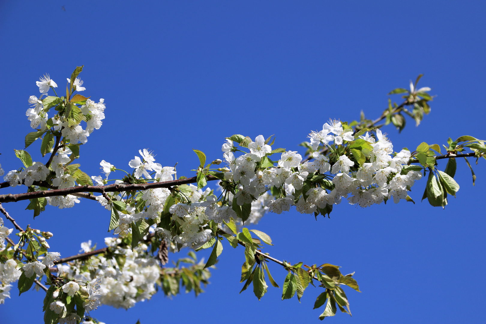 Einfach nur Frühling