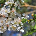 Einfach nur Frühling