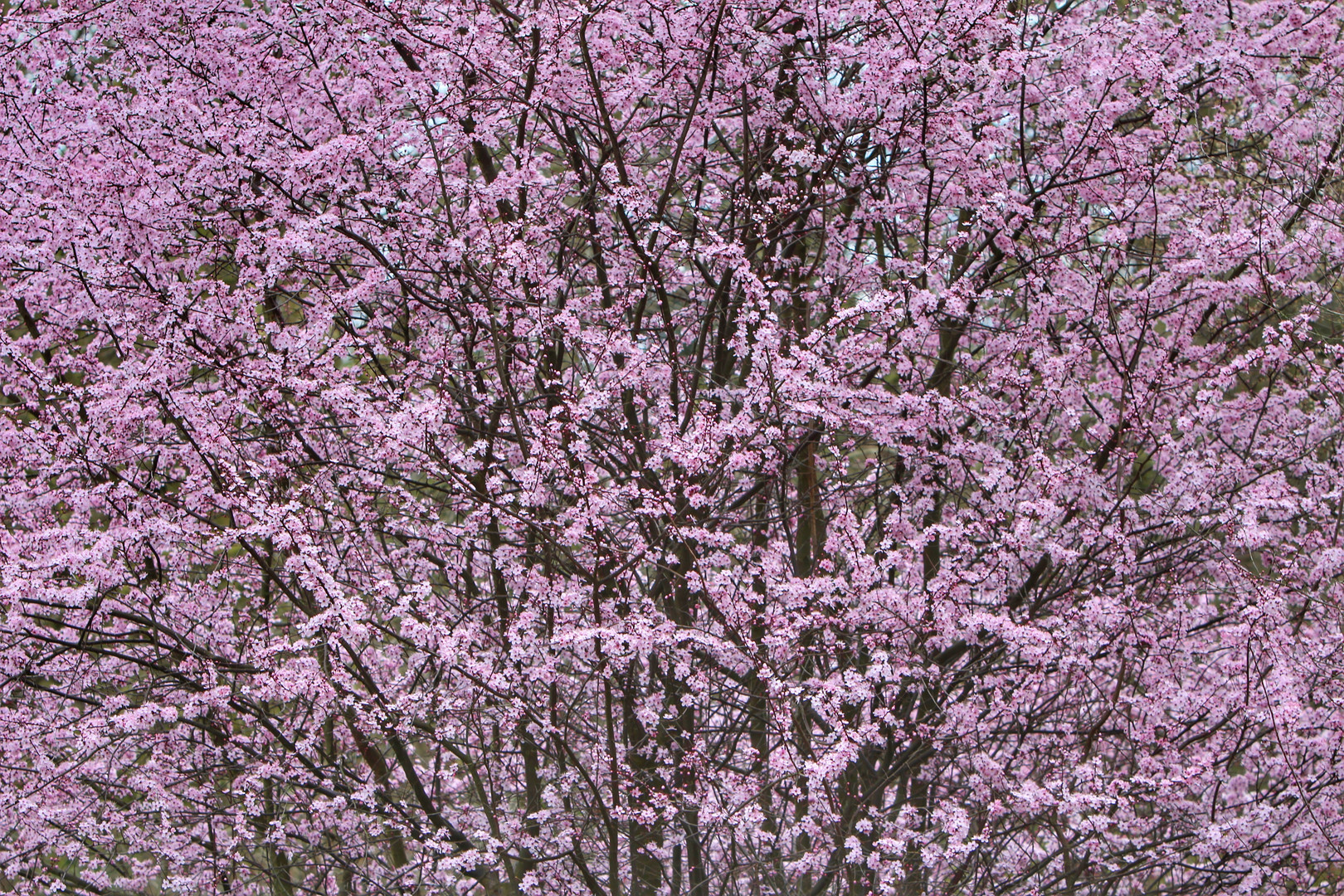 Einfach nur Frühling..