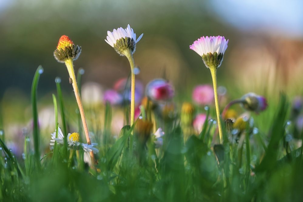 einfach nur Gänseblümchen...