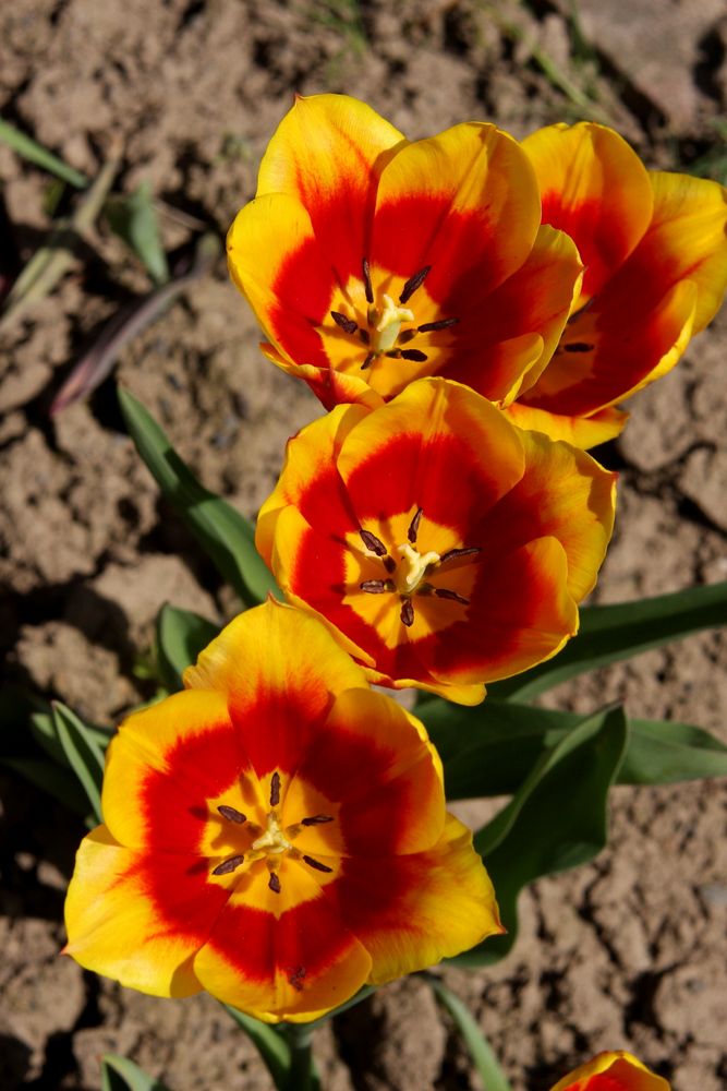 Einfach nur Gelbrote Tulpen. Ich mag Tulpen einfach nur. von Martin Jeep 