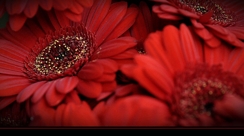 einfach nur Gerbera