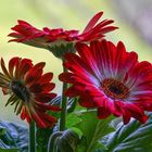 Einfach nur Gerbera !