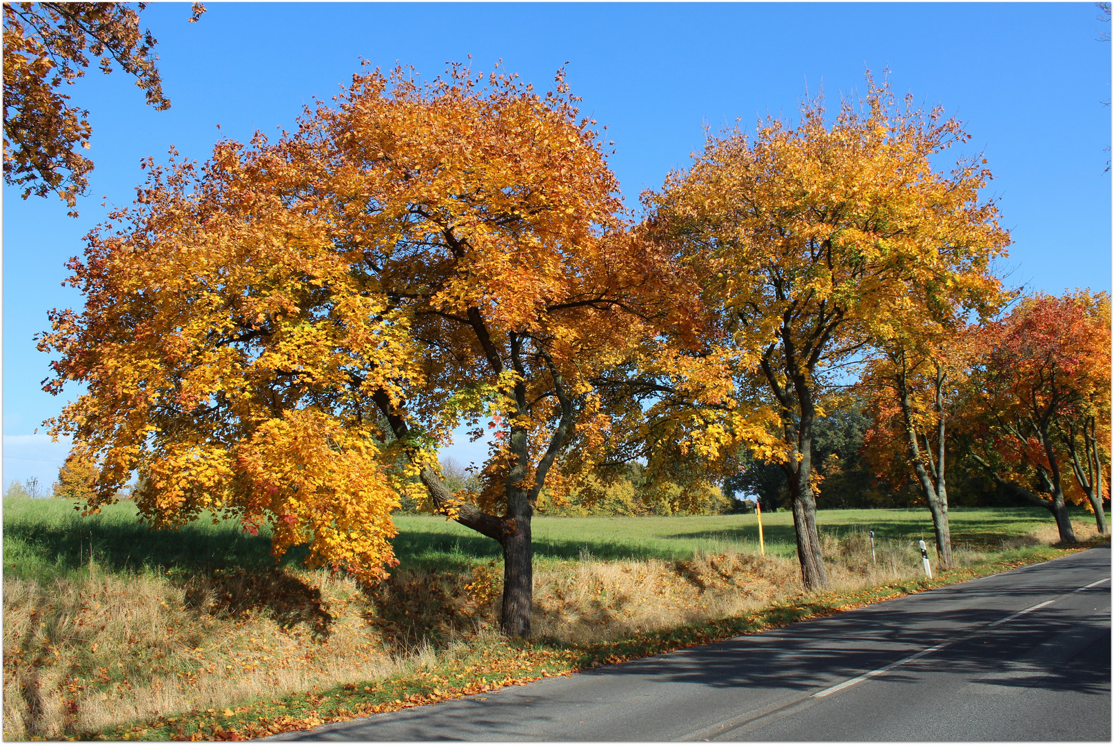 ... einfach nur Goldener Herbst, ...