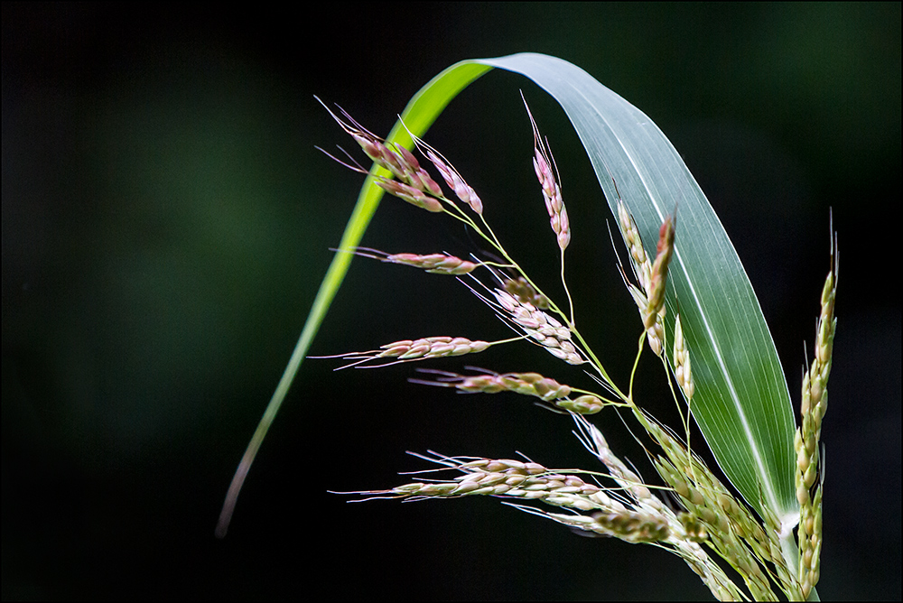 Einfach nur Gras …