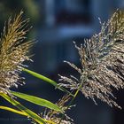 EINFACH NUR GRAS IM GEGENLICHT