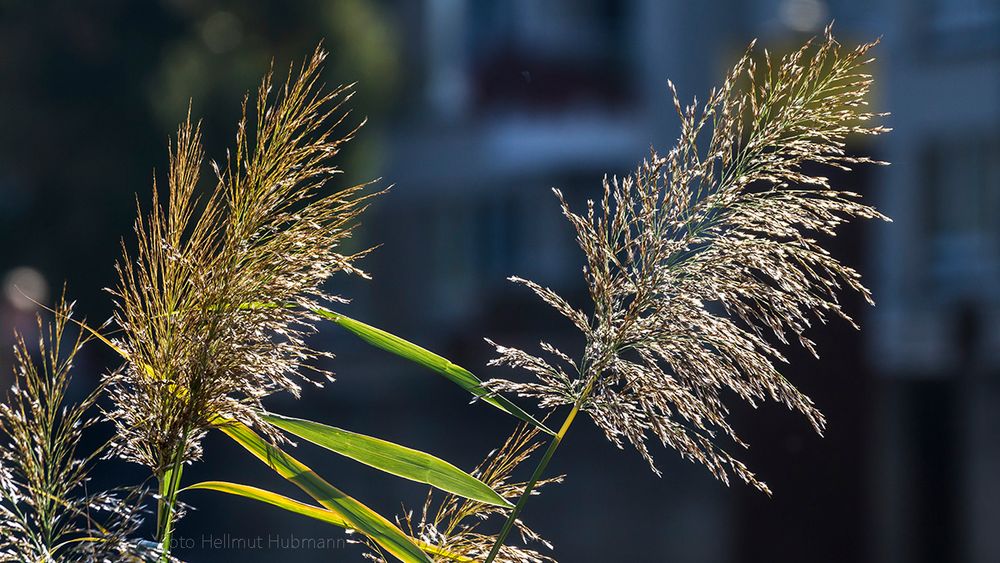 EINFACH NUR GRAS IM GEGENLICHT