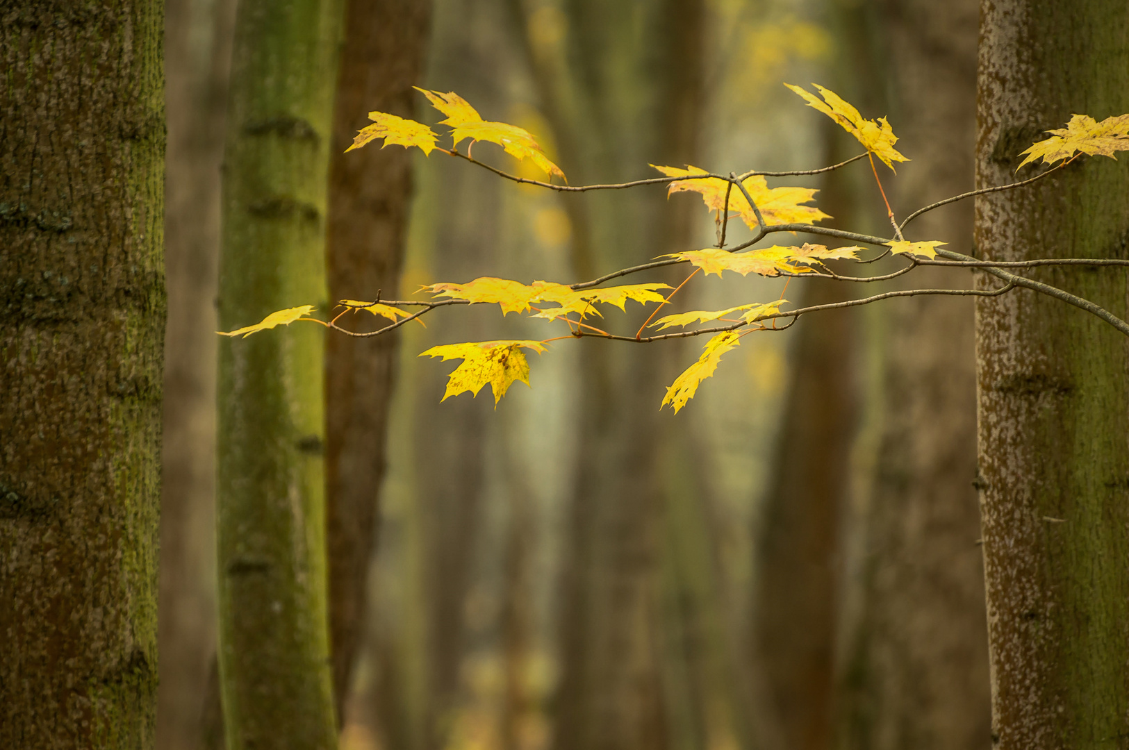 Einfach nur Herbst