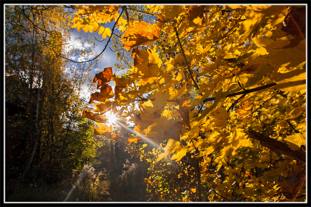 einfach nur herbst