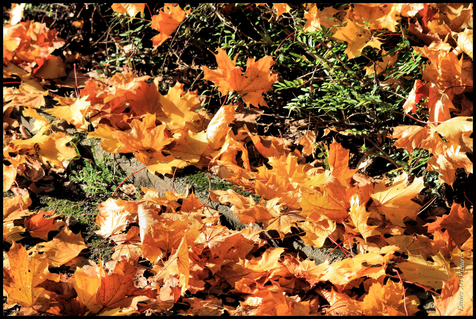 ~~ Einfach nur - Herbstblätter ~~