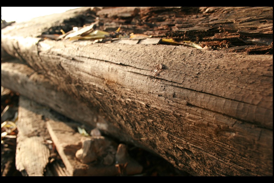 einfach nur Holz am Bahnhof