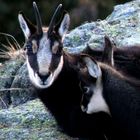 Einfach nur kuscheln [Riederhorn - Wallis, Schweiz]