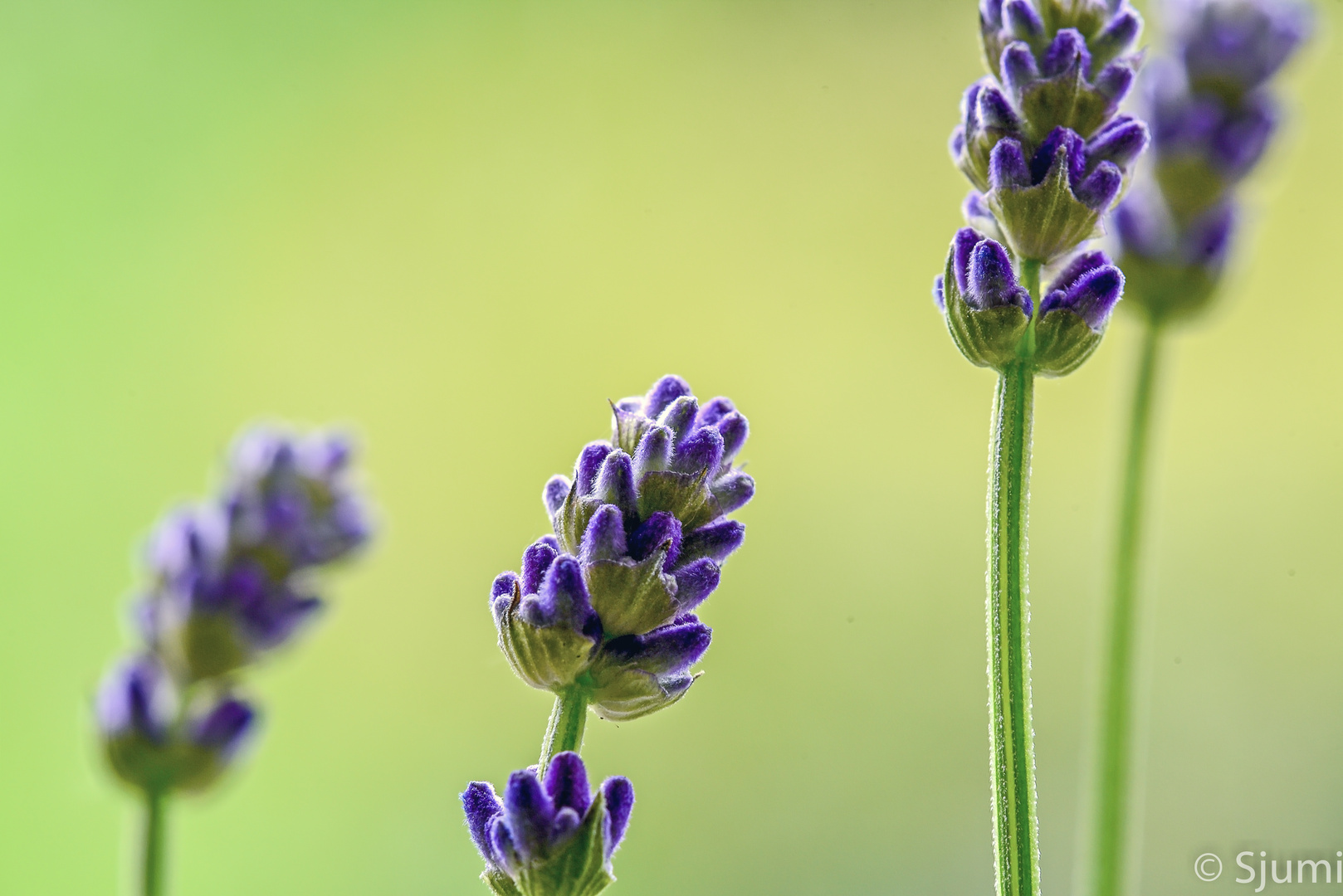 Einfach nur Lavendel