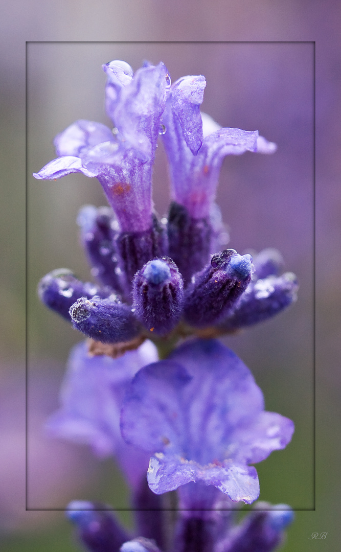 Einfach nur Lavendel...