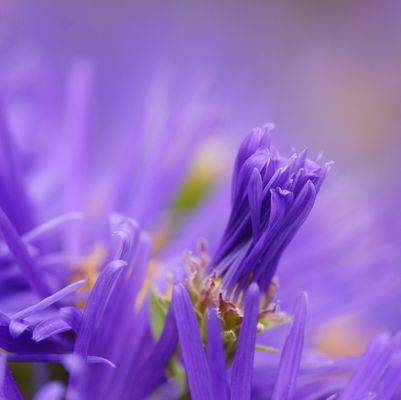 Einfach nur lila.......