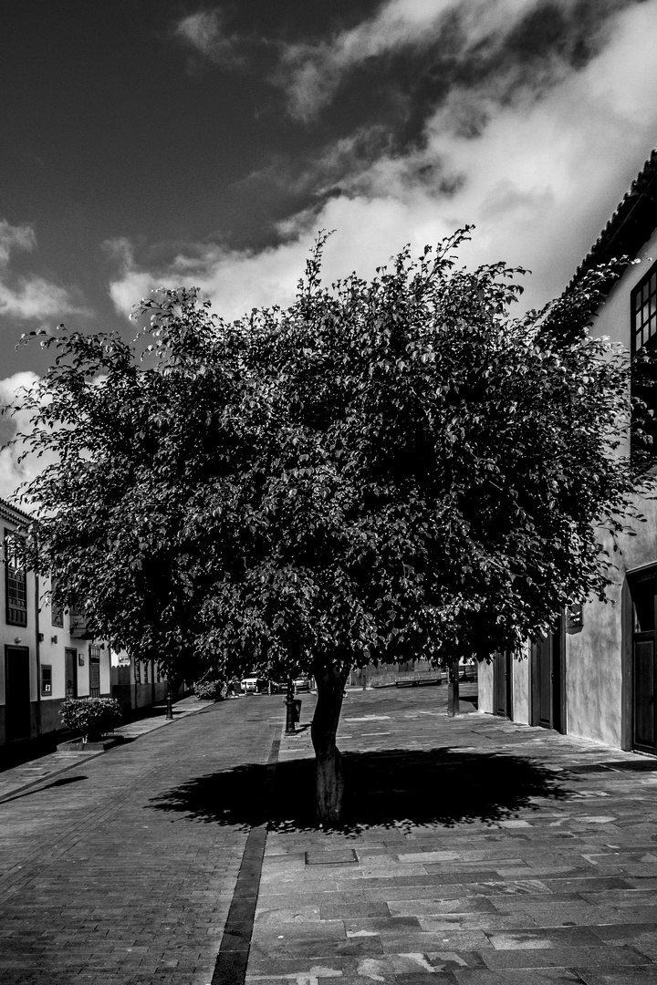 Einfach nur mal ein Baum