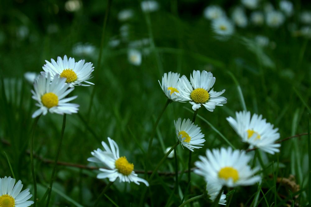 einfach nur mal Gänseblümchen...