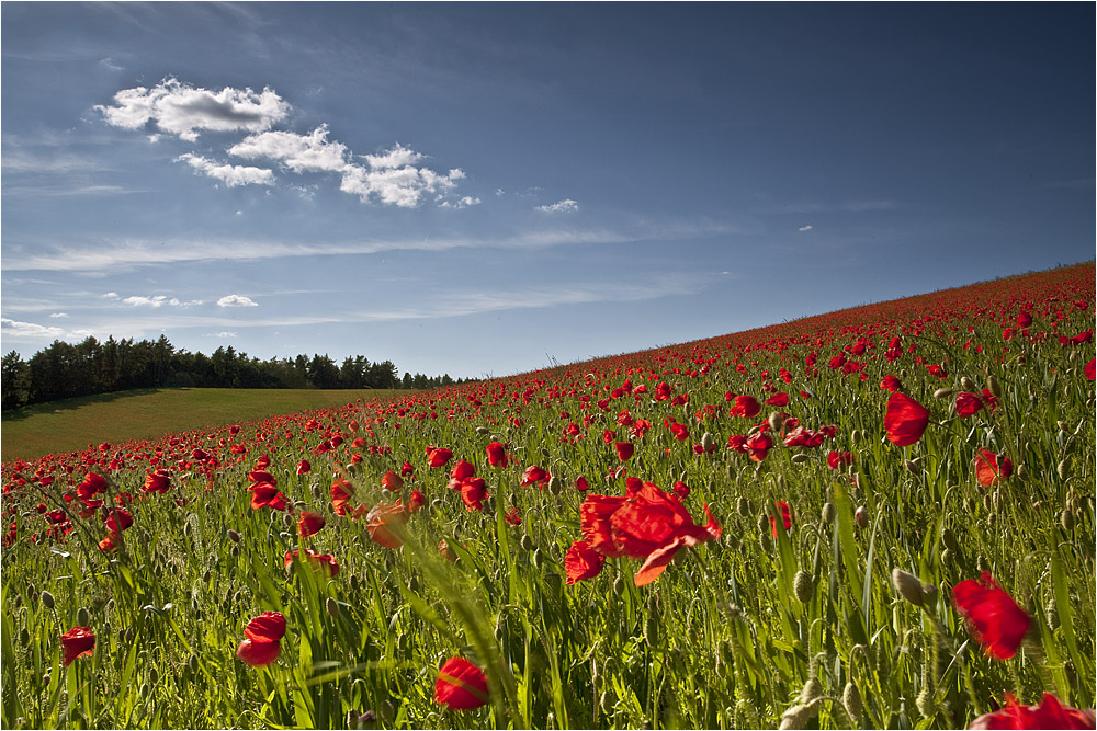 :: ~ Einfach nur Mohn ~ ::