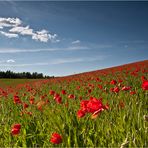 :: ~ Einfach nur Mohn ~ ::