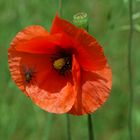 einfach nur Mohn