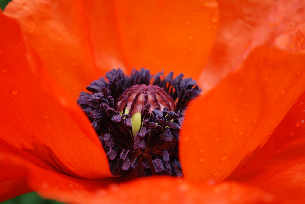 einfach nur Mohn