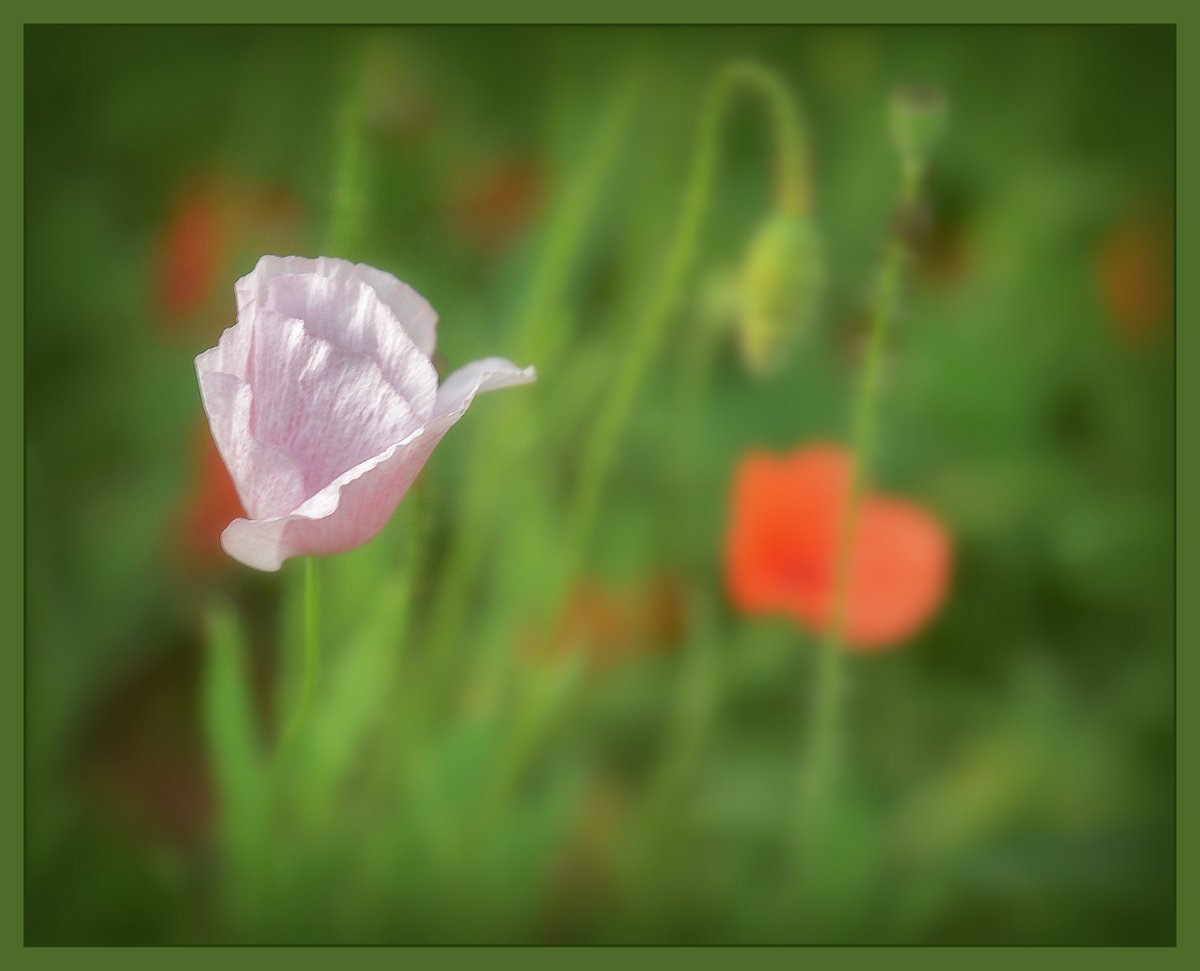 °°° Einfach nur °°° MOHN °°°