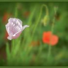 °°° Einfach nur °°° MOHN °°°