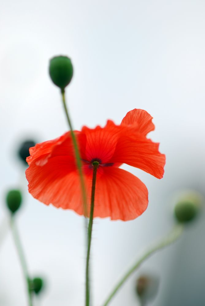 einfach nur Mohn