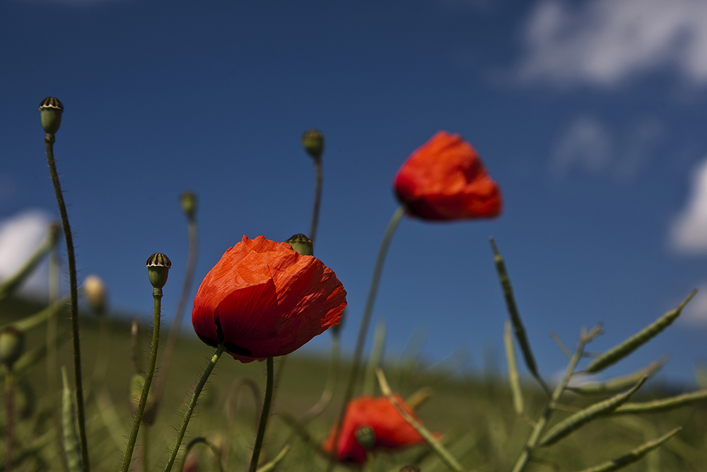 ::~ Einfach nur Mohn ~::