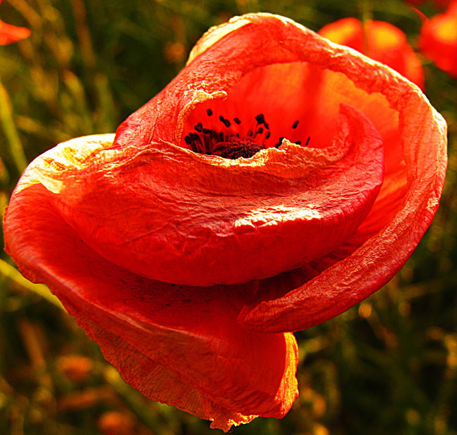 Einfach nur Mohn