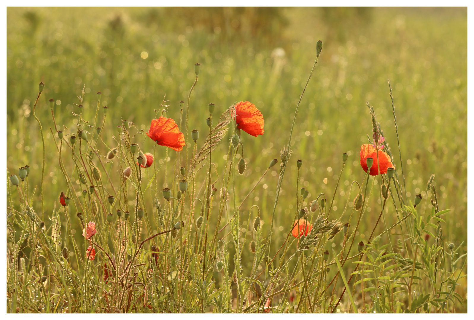 Einfach nur Mohn :-)