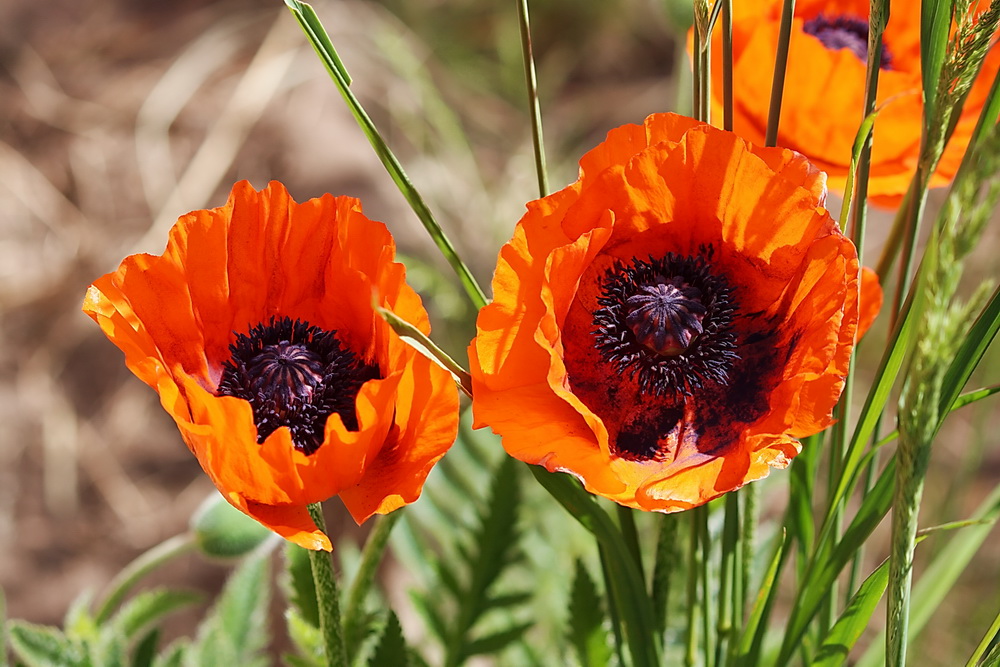 einfach nur Mohn