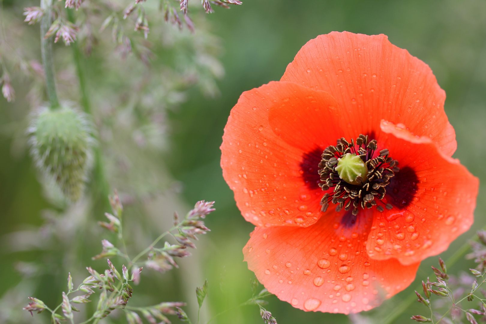 einfach nur Mohn