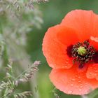 einfach nur Mohn