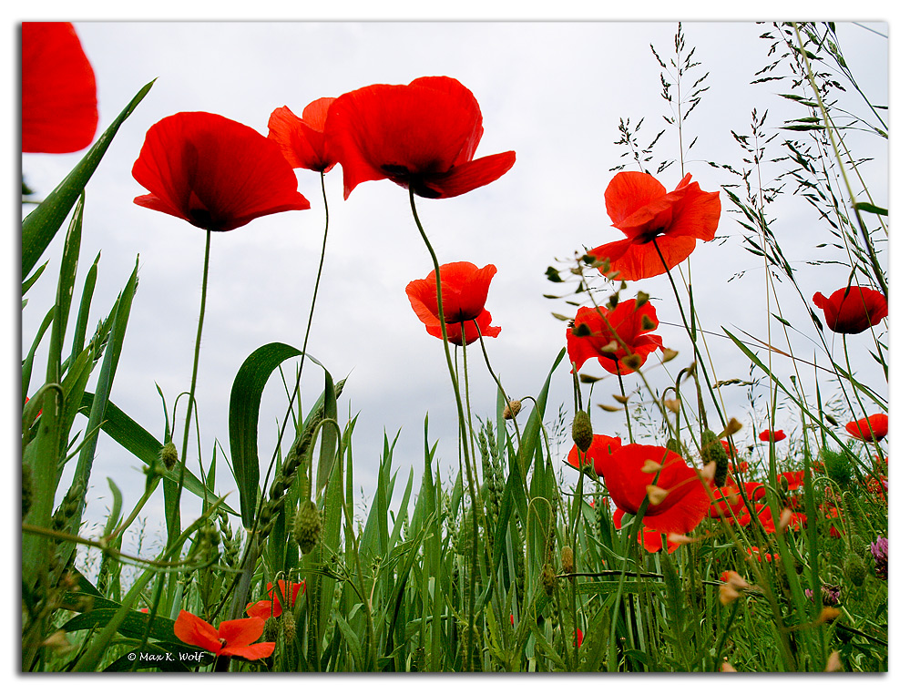 Einfach nur Mohn