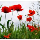 Einfach nur Mohn