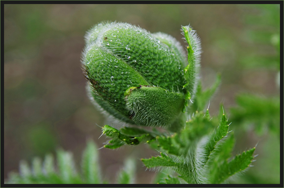 EINFACH NUR MOHN?