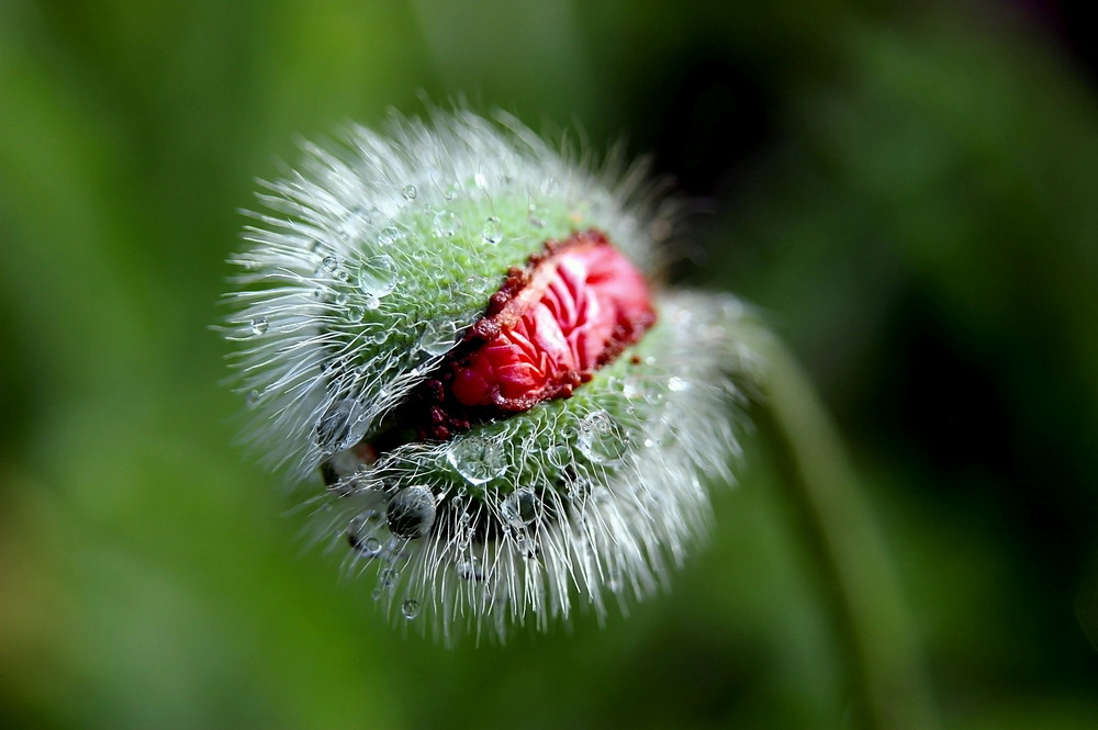 Einfach nur Mohn...