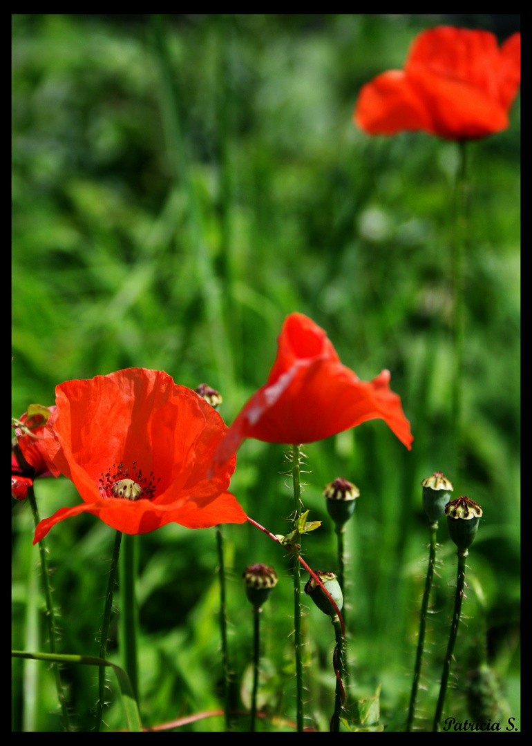 Einfach nur ..Mohn..